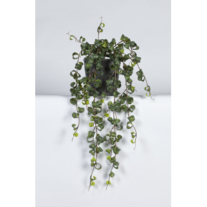 06734p Aeschananthus - kunst hoya curl hangplant