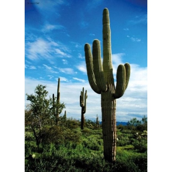 buitenschilderij cactus pb-collection 70x130