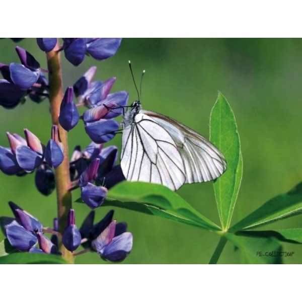 1800127165-buitenschilderij-lupin-butterfly-pb-collection-70x130