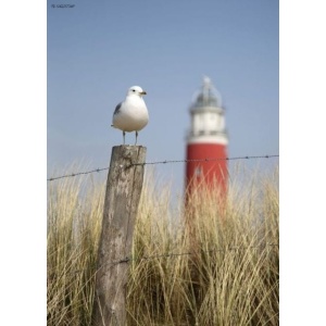1800130166-buitenschilderij-maritime-seagull-pb-collection-70x130