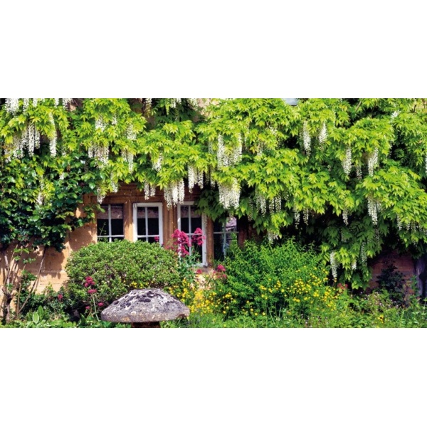 1900245167-buitenschilderij-wisteria-gevel-pb-collection-70x130