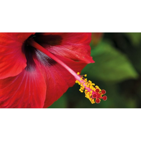 1900258167-buitenschilderij-hibiscus-pb-collection-70x130