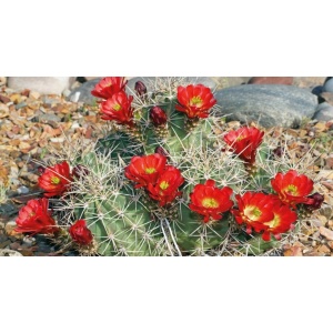 1900267167-buitenschilderij-bloeiende-cactus-pb-collection-70x130