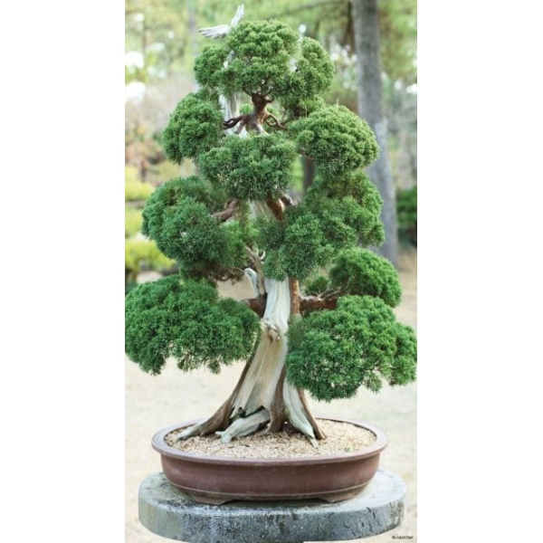 1900280167-buitenschilderij-bonsai-oud-pb-collection-70x130
