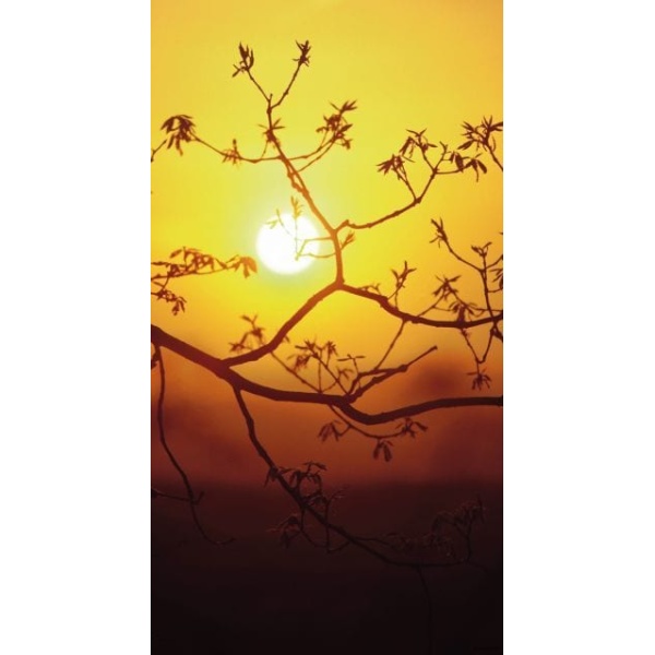 1900281167-buitenschilderij-zonsondergang-pb-collection-70x130