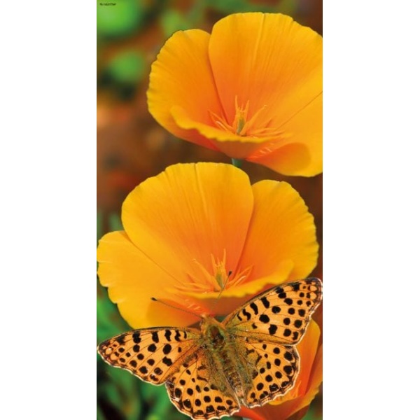 1900290167-buitenschilderij-oranje-vlinder-pb-collection-70x130