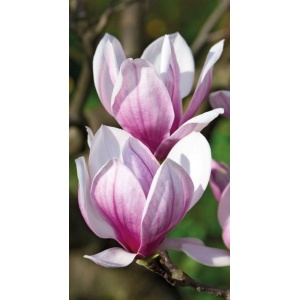 1900294167-buitenschilderij-magnolia-pb-collection-70x130
