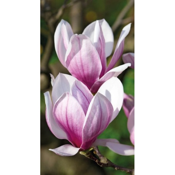 1900294167-buitenschilderij-magnolia-pb-collection-70x130