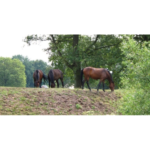 1900300167-buitenschilderij-paarden-bij-boom-pb-collection-70x130