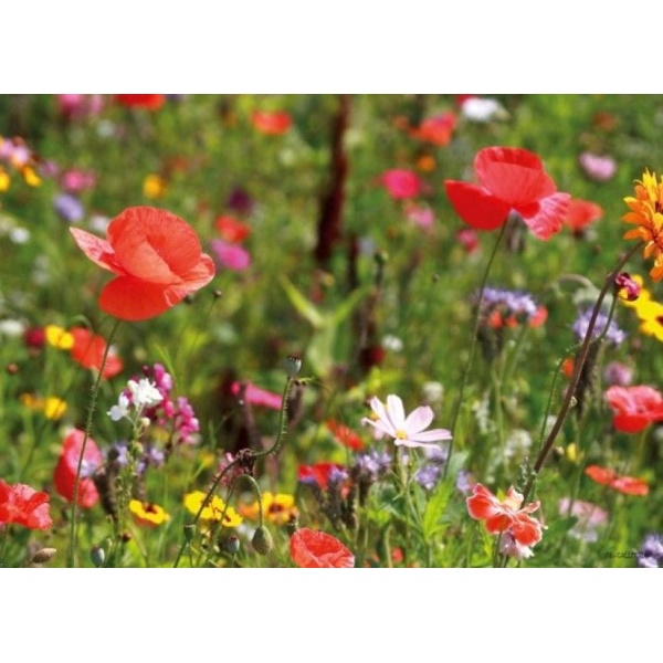 1800151166-buitenschilderij-potpourri-flowers-pb-collection-70x130