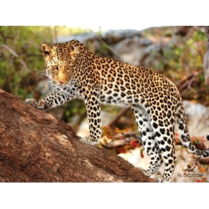 1800157165-buitenschilderij-africa-wild-cheetah-pb-collection-70x130