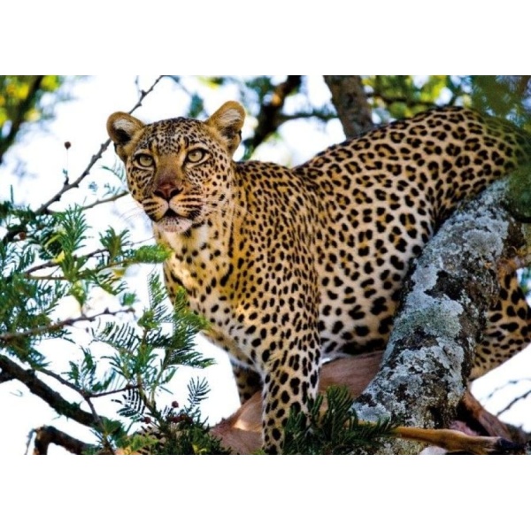 1800158166-buitenschilderij-africa-wild-cheetah-pb-collection-70x130