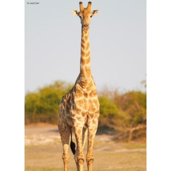 1800159166-buitenschilderij-africa-wild-giraffe-pb-collection-70x130