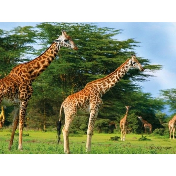 1800160165-buitenschilderij-africa-wild-giraffe-pb-collection-70x130