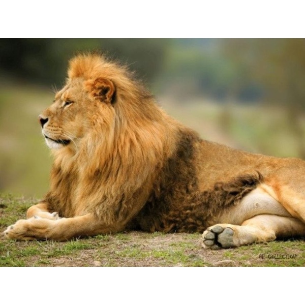 1800161165-buitenschilderij-africa-wild-lion-pb-collection-70x130