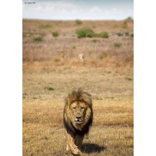 1800162166-buitenschilderij-africa-wild-lion-pb-collection-70x130