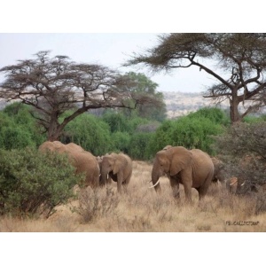 1800163165-buitenschilderij-africa-wild-elephant-pb-collection-70x130