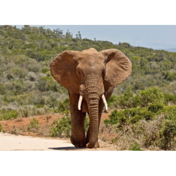 1800164166-buitenschilderij-africa-wild-elephant-pb-collection-70x130