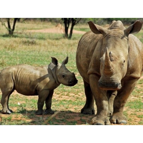 1800165165-buitenschilderij-africa-wild-rhino-pb-collection-70x130
