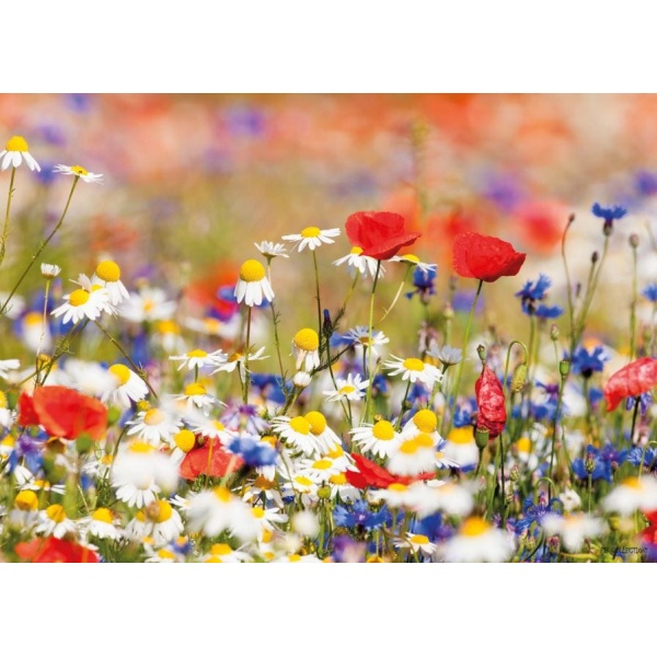 1800167166-buitenschilderij-wild-flower-mixed-pb-collection-70x130