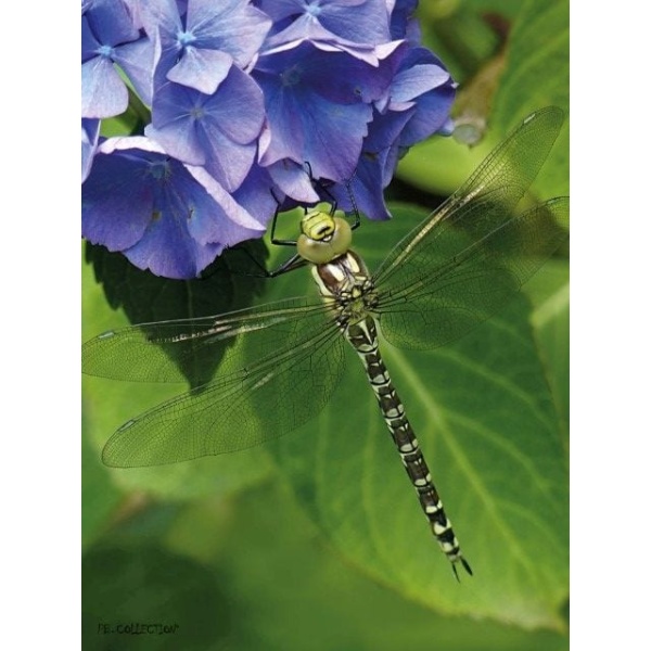 1800173165-buitenschilderij-hydrangea-dragonfly-pb-collection-70x130