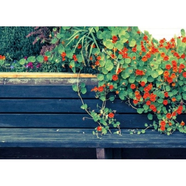 1800180166-buitenschilderij-nasturtium-bench-pb-collection-70x130