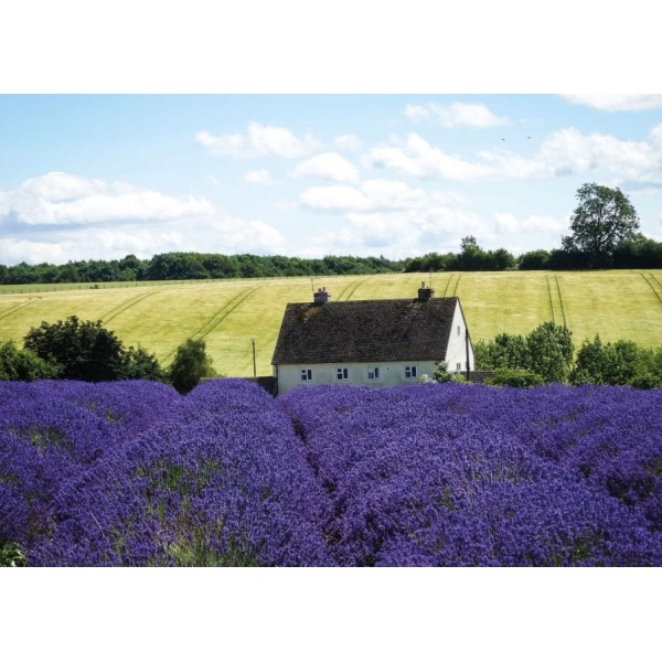 1800424166-buitenschilderij-france-lavender-collection70x130