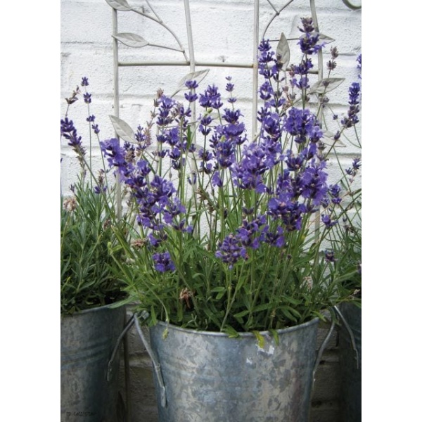 1800428166-buitenschilderij-lavender-in-pot-collection70x130