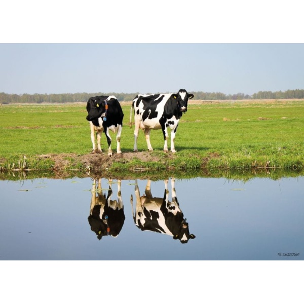 1800430166-buitenschilderij-cows-with-reflection-collection70x130