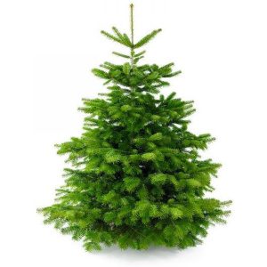 Gebruikelijk grip kleur Plant&More - Nordmann Kerstboom 350 -400 cm - Zonder Kluit -  ThuisindeTuin.nl